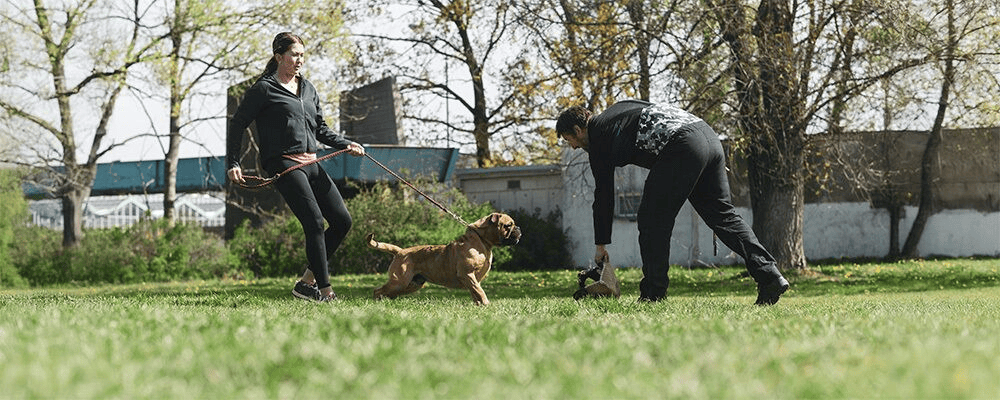 Dog Training Scheduling Software