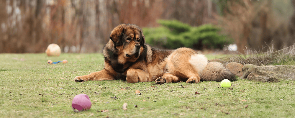 Pet Boarding Scheduling Software