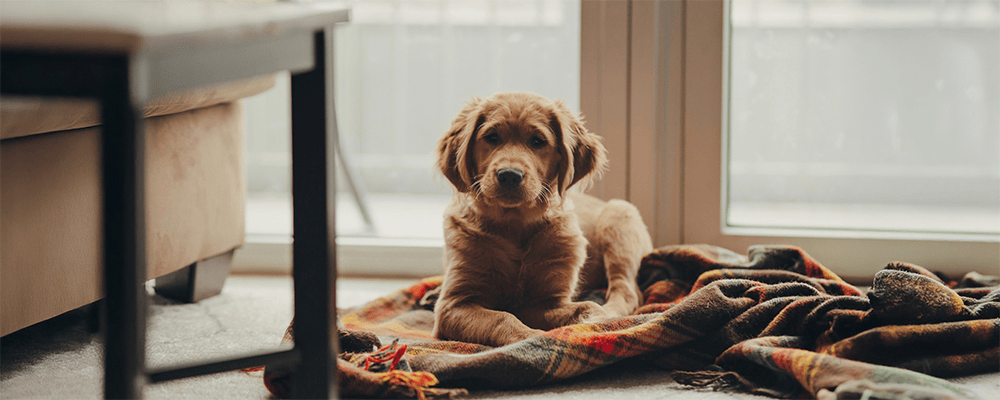 Pet Sitting Scheduling Software