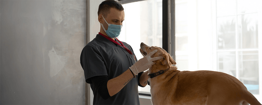 Veterinary Scheduling Software